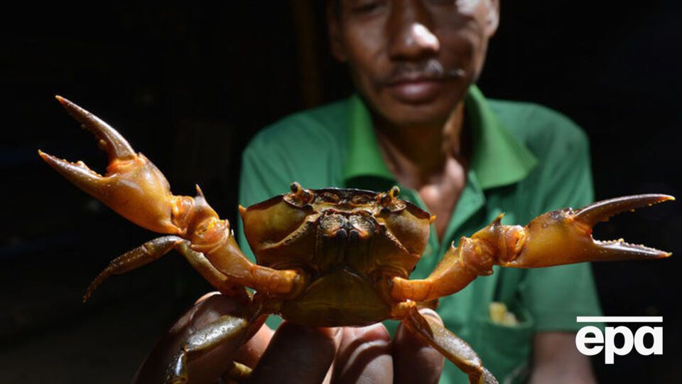 Крабы составляют более 20% морских ракообразных, вылавливаемых, выращиваемых и продаваемых во всем мире