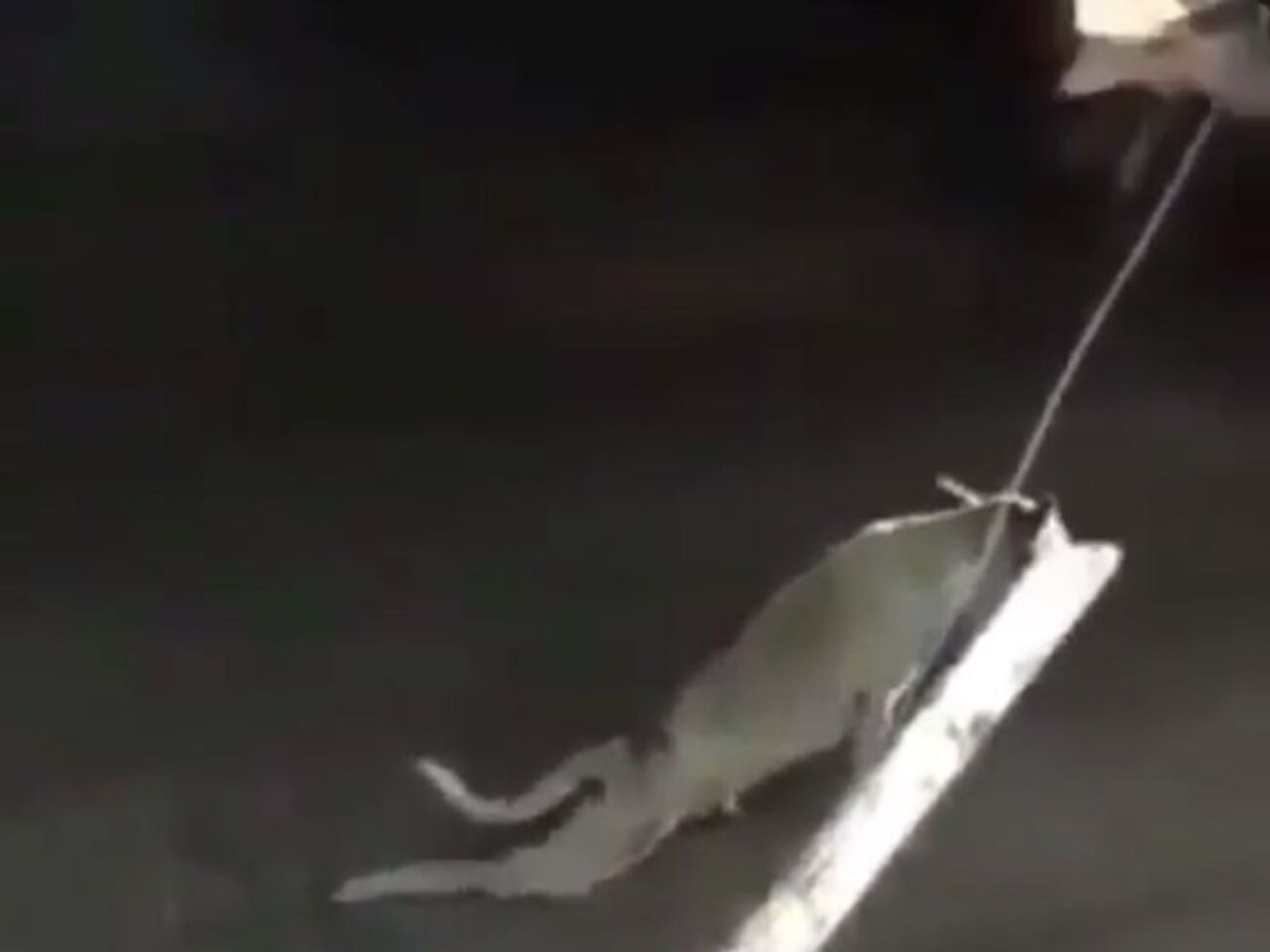 Собака притворяется инвалидом