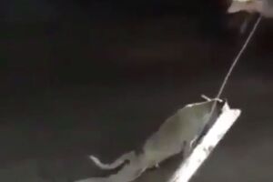 Собака прикидається інвалідом