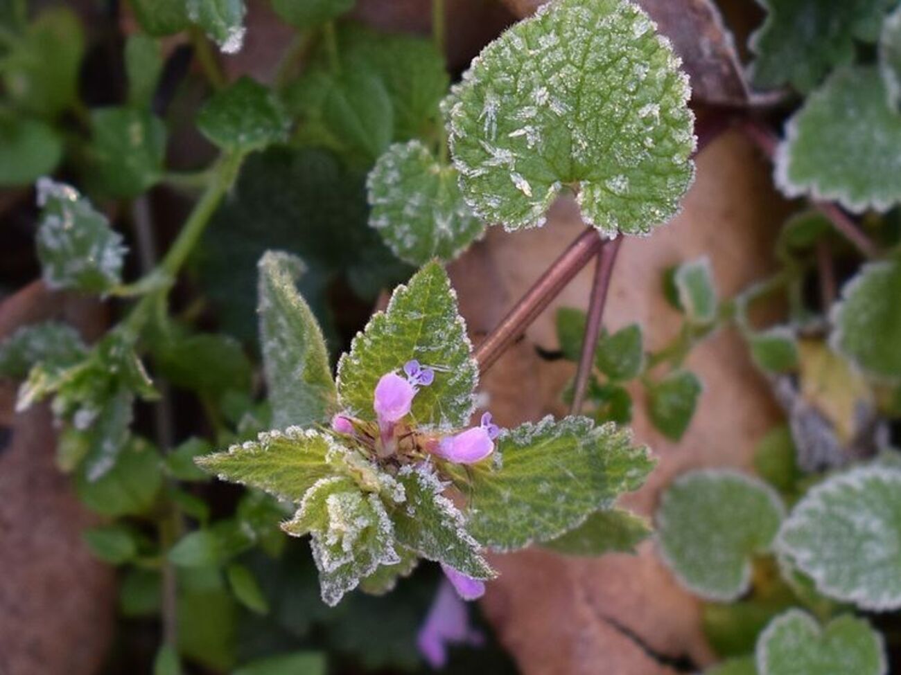 Травень на західній Україні розпочнеться з нічних заморозків