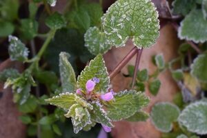 Май на западной Украине начнется с ночных заморозков
