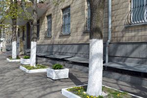 Білити доцільно лише фруктові дерева, зазначили в КМДА