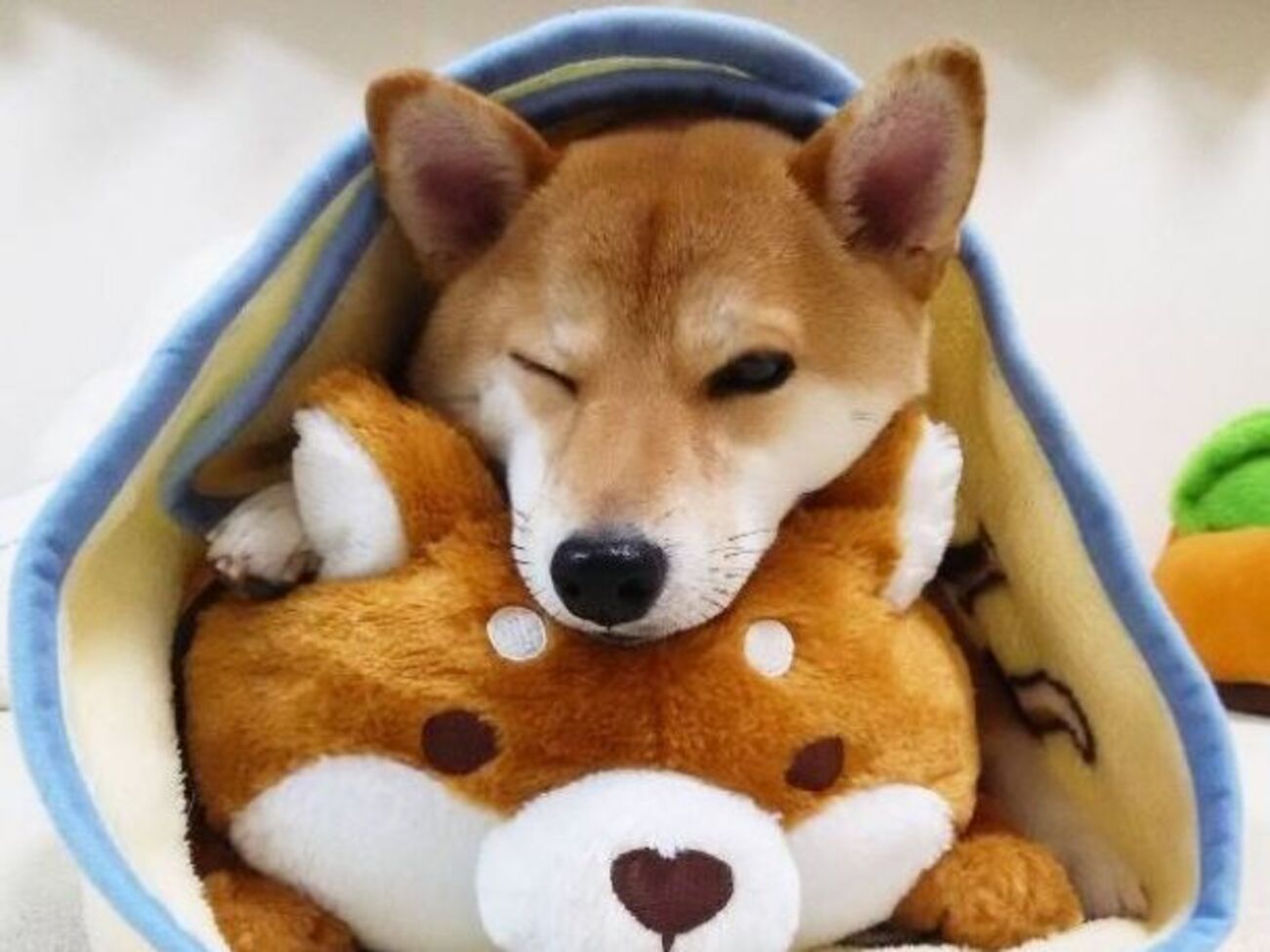 Чарми набирает популярность в интернете