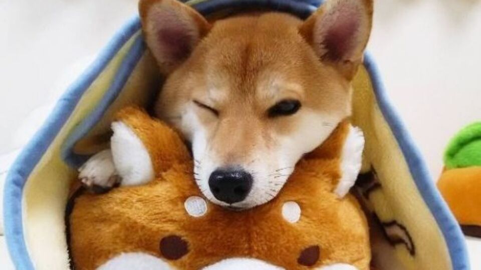 Чарми набирает популярность в интернете