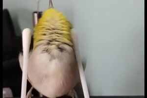 Птенец кайфует от почесывания ватными палочками