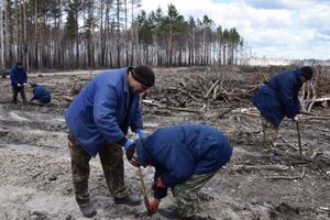 Минулого року сіянці висадили на 113 га зони відчуження
