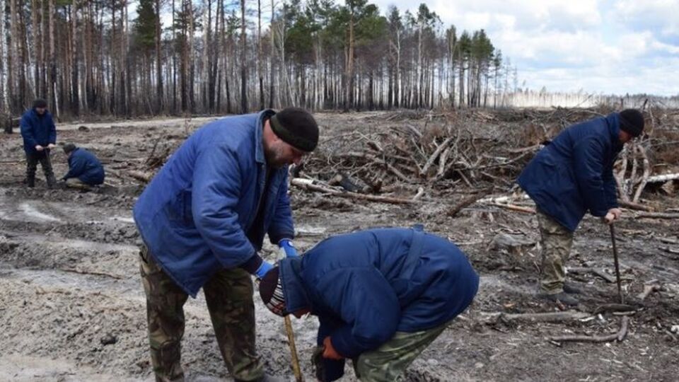 Минулого року сіянці висадили на 113 га зони відчуження