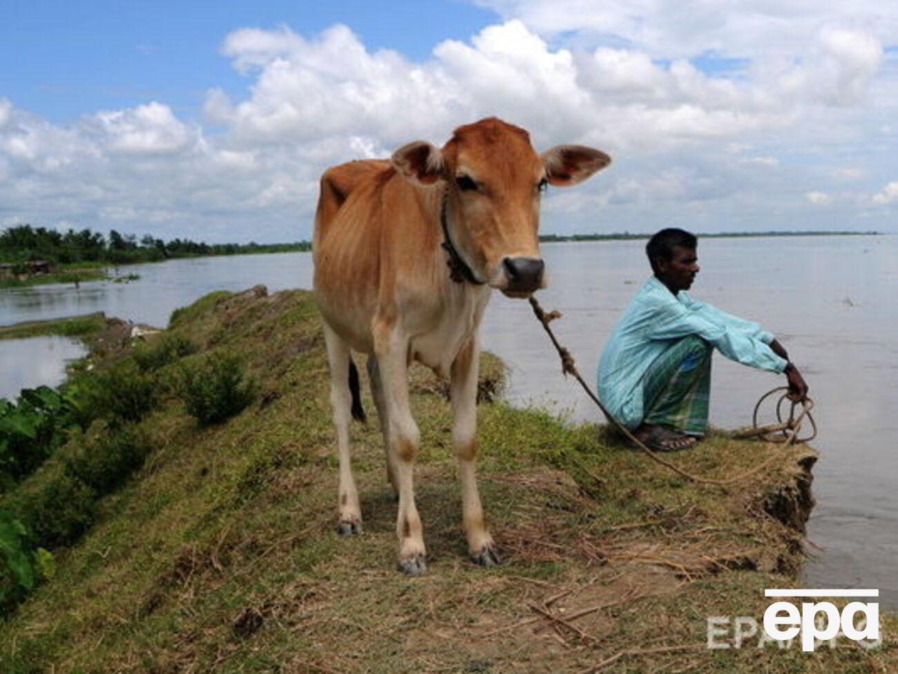 Корова в Индии&nbsp;&ndash; священное животное
