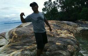 За приблизними оцінками, знайдена тварина важить 35 тонн