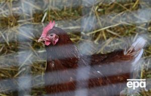 Запрет ЕС на экспорт птицы из Украины действовал с декабря прошлого года