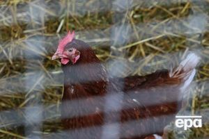 Заборона ЄС на експорт птиці з України діяла з грудня минулого року