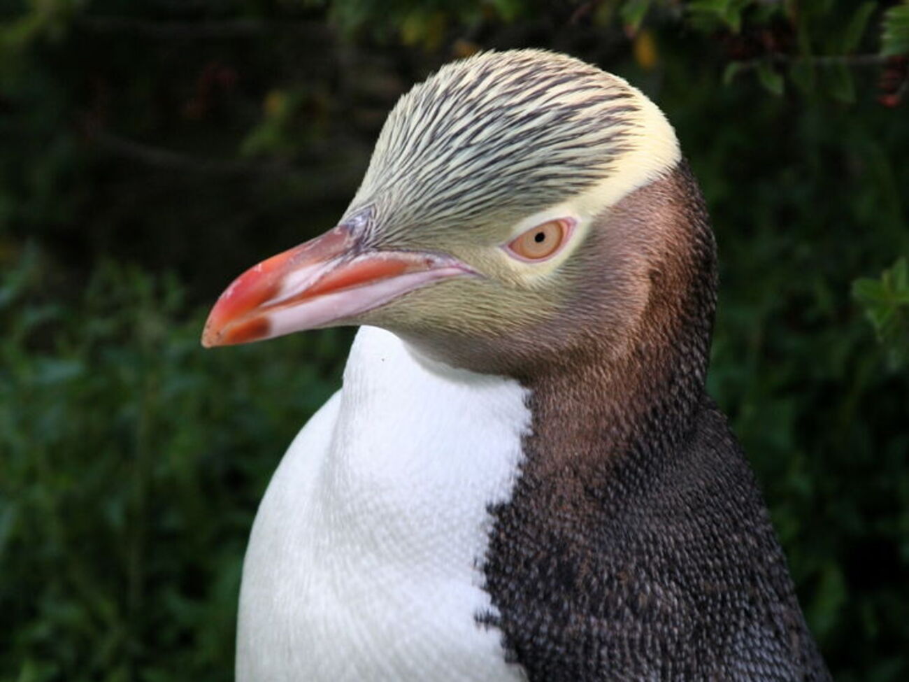 Рідкісні пінгвіни можуть зникнути через глобальне потепління