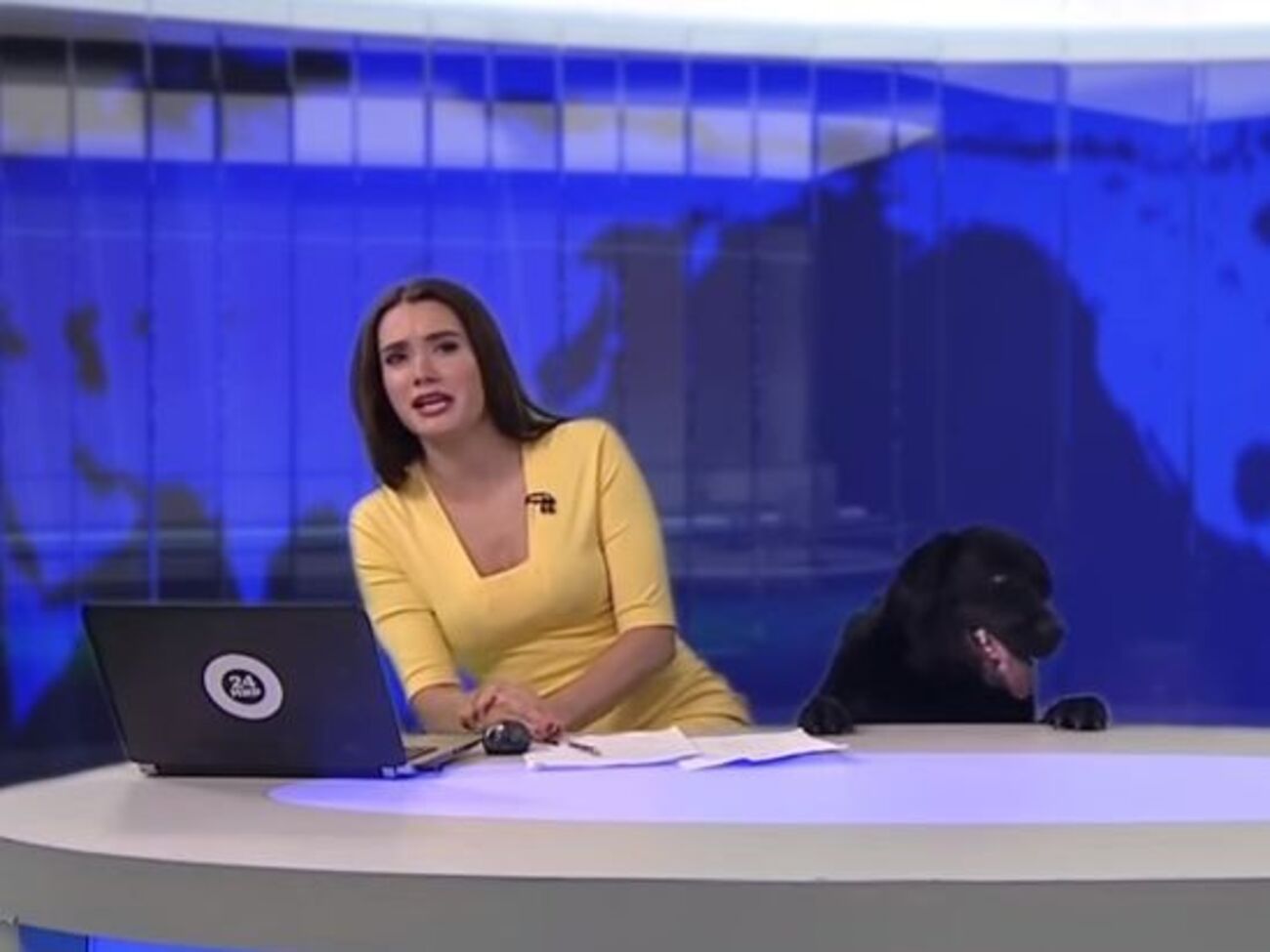 Собака испугала ведущую телеканала