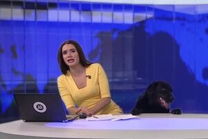 Собака испугала ведущую телеканала