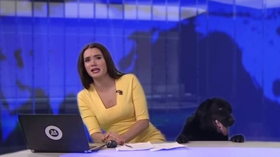 Собака испугала ведущую телеканала