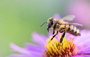 Улей находился в потолке около двух лет