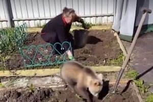 Пользователи соцсети отреагировали на видео с юмором