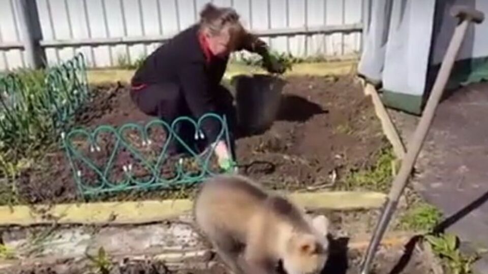 Користувачі соцмережі відреагували на відео з гумором