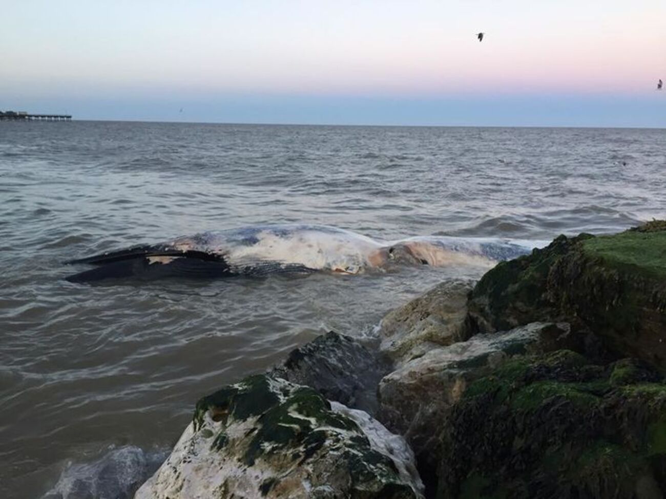 Кити викинулися на східне узбережжя Англії