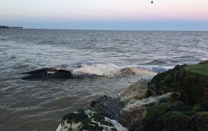 Кити викинулися на східне узбережжя Англії