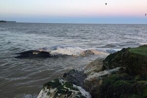 Кити викинулися на східне узбережжя Англії