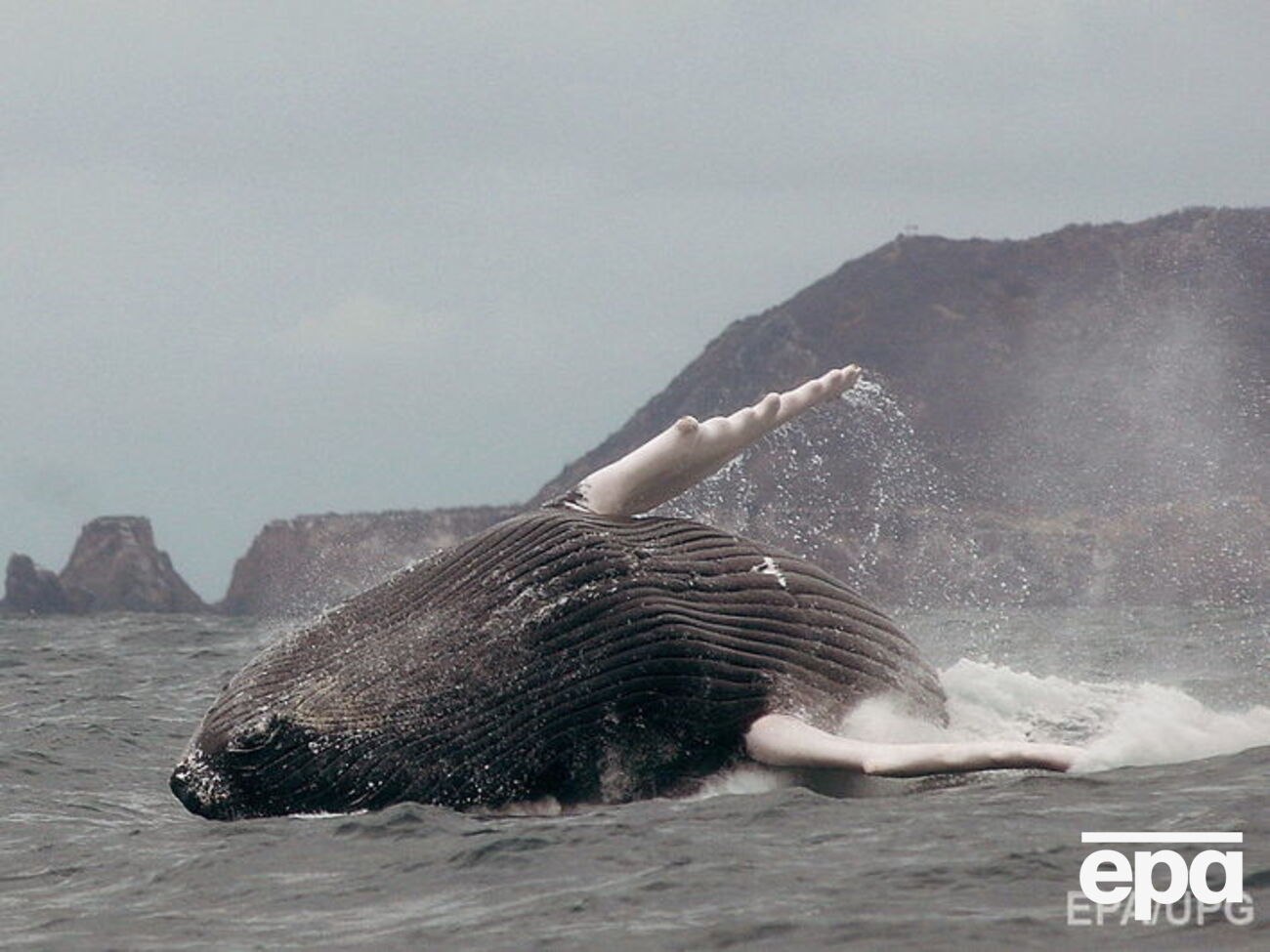Яхта в Атлантичному океані зіткнулася з китом