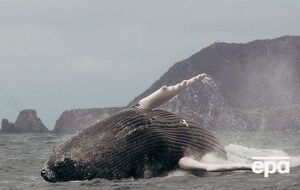 Яхта в Атлантичному океані зіткнулася з китом