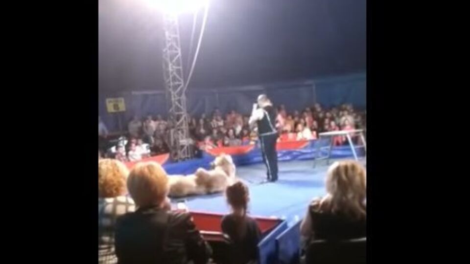 В Белой Церкви дрессировщик не удержал медведя