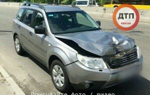 Олененок перепрыгнул через отбойник в Киеве и попал под колеса авто