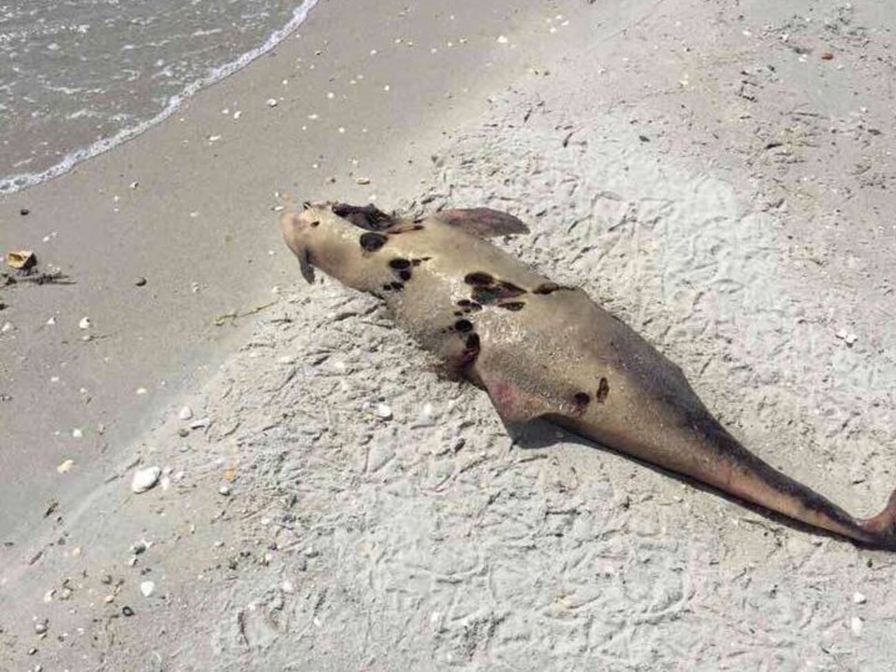 Бойченко говорит, что дельфинов просто выбрасывают в море