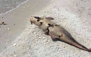 Бойченко говорит, что дельфинов просто выбрасывают в море