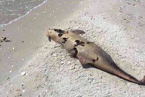 Бойченко каже, що дельфінів просто викидають у море