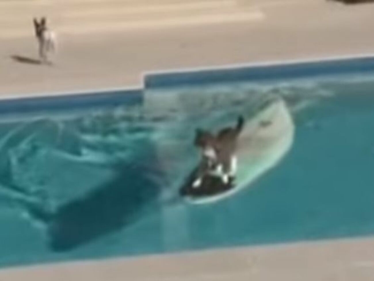 Кіт-серфінгіст утікає від собаки
