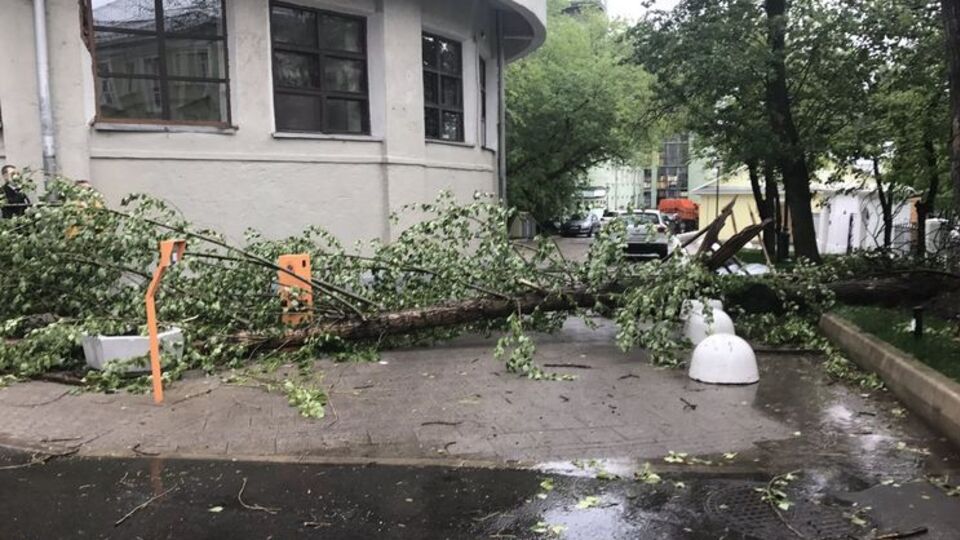У Москві повалено безліч дерев