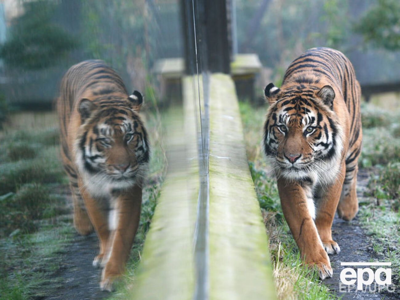 В британском зоопарке тигр убил человека