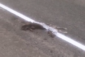 "И смех, и грех", – прокомментировал автор видео