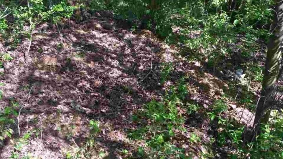 Тіло військового знайшли в лісосмузі