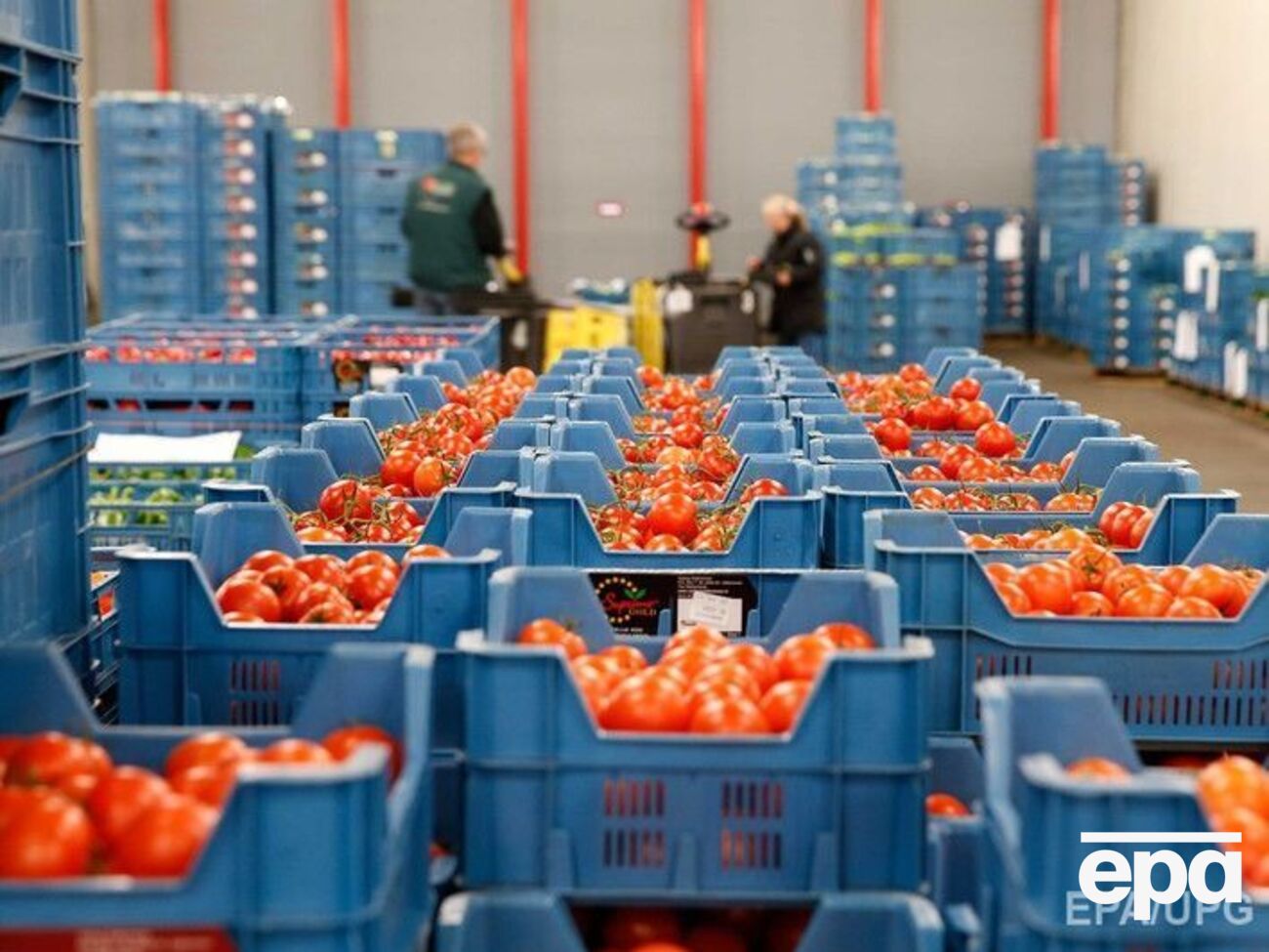 Расширение квот не коснется украинских производителей томатов