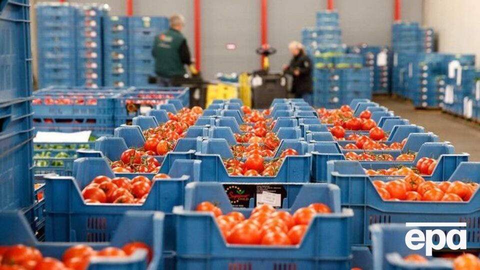 Расширение квот не коснется украинских производителей томатов