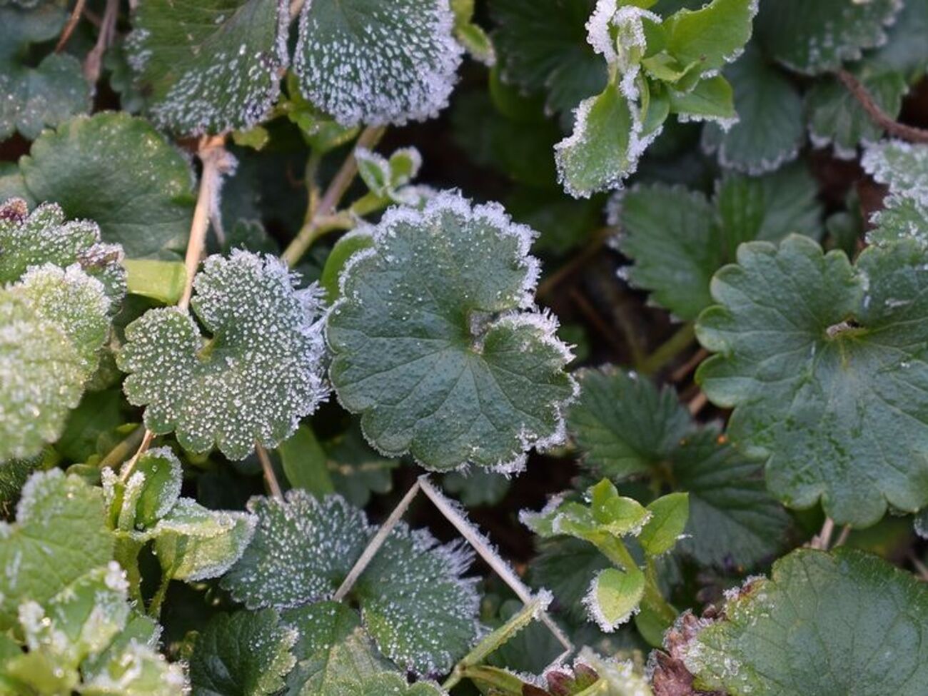 Температура повітря буде 0...+5&deg;