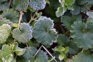Температура повітря буде 0...+5°