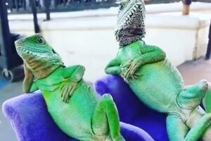 Ящірки під час відпочинку
