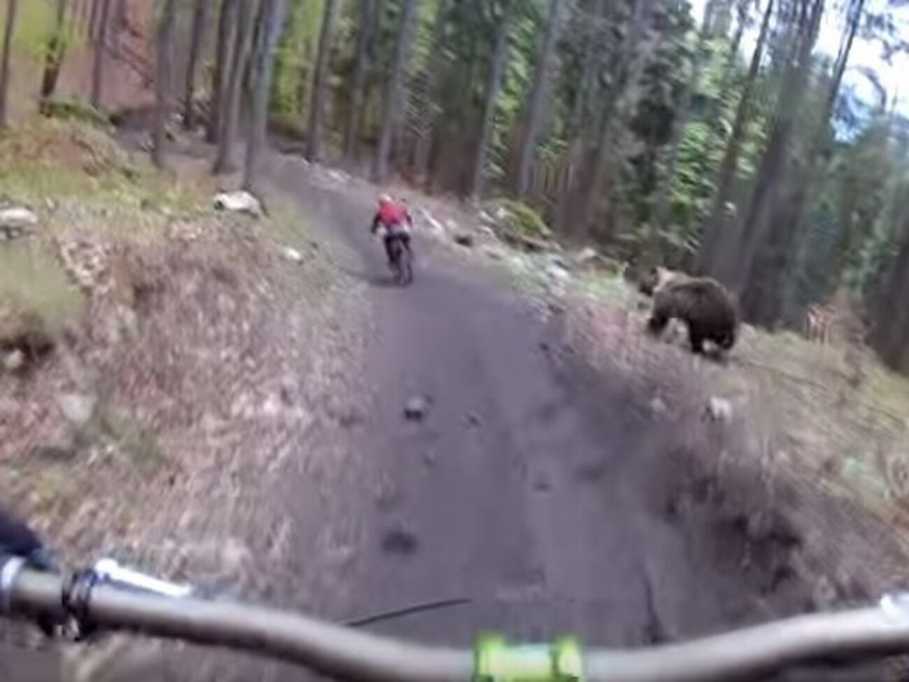Медведь так и не догнал велосипедиста