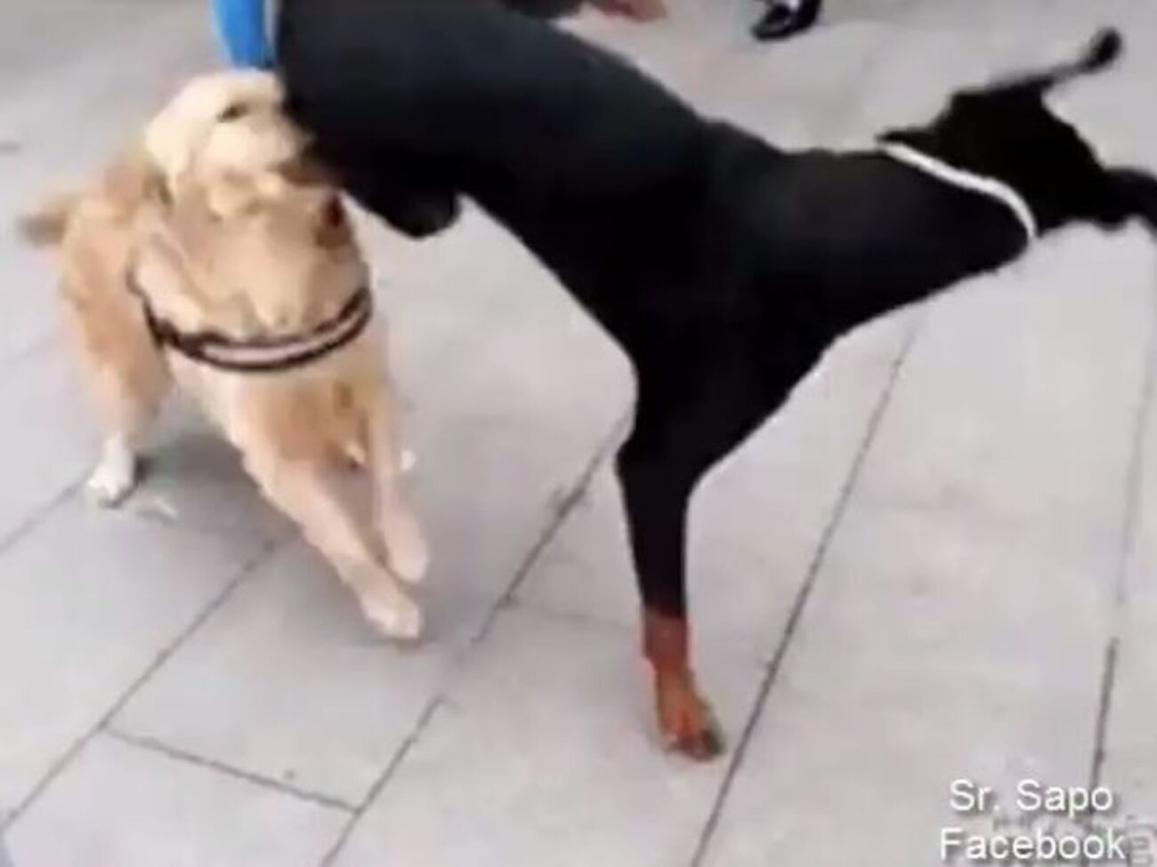 Собака застосував несподіваний прийом