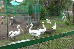 Загибель птахів настала внаслідок перелому кісток черепа та шийних хребців