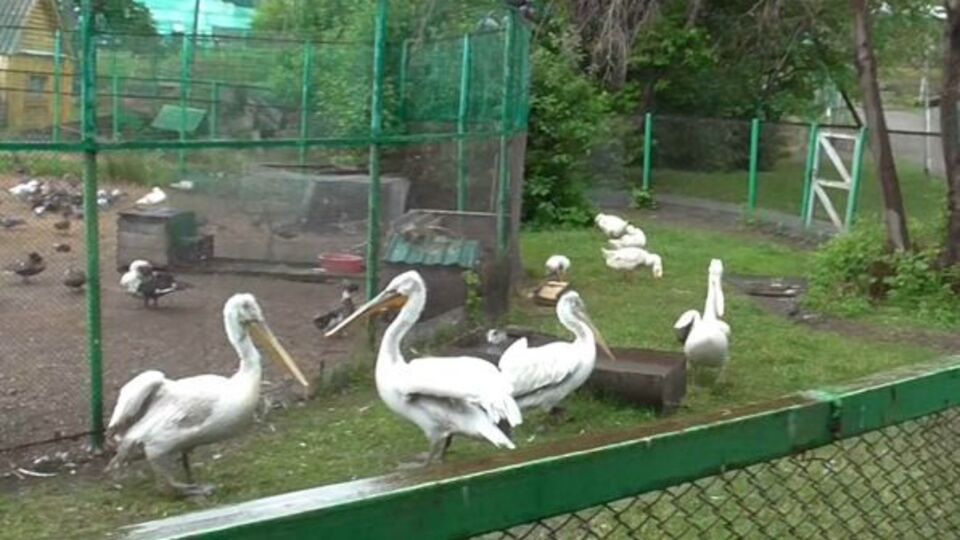 Загибель птахів настала внаслідок перелому кісток черепа та шийних хребців