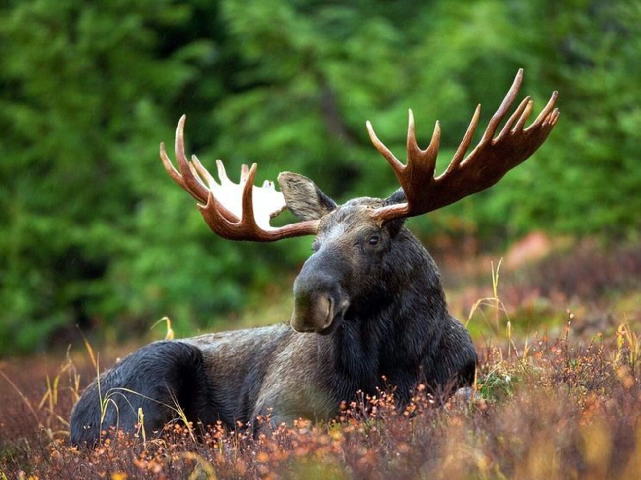 В Киеве видели раненого лося