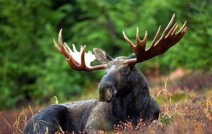 В Киеве видели раненого лося