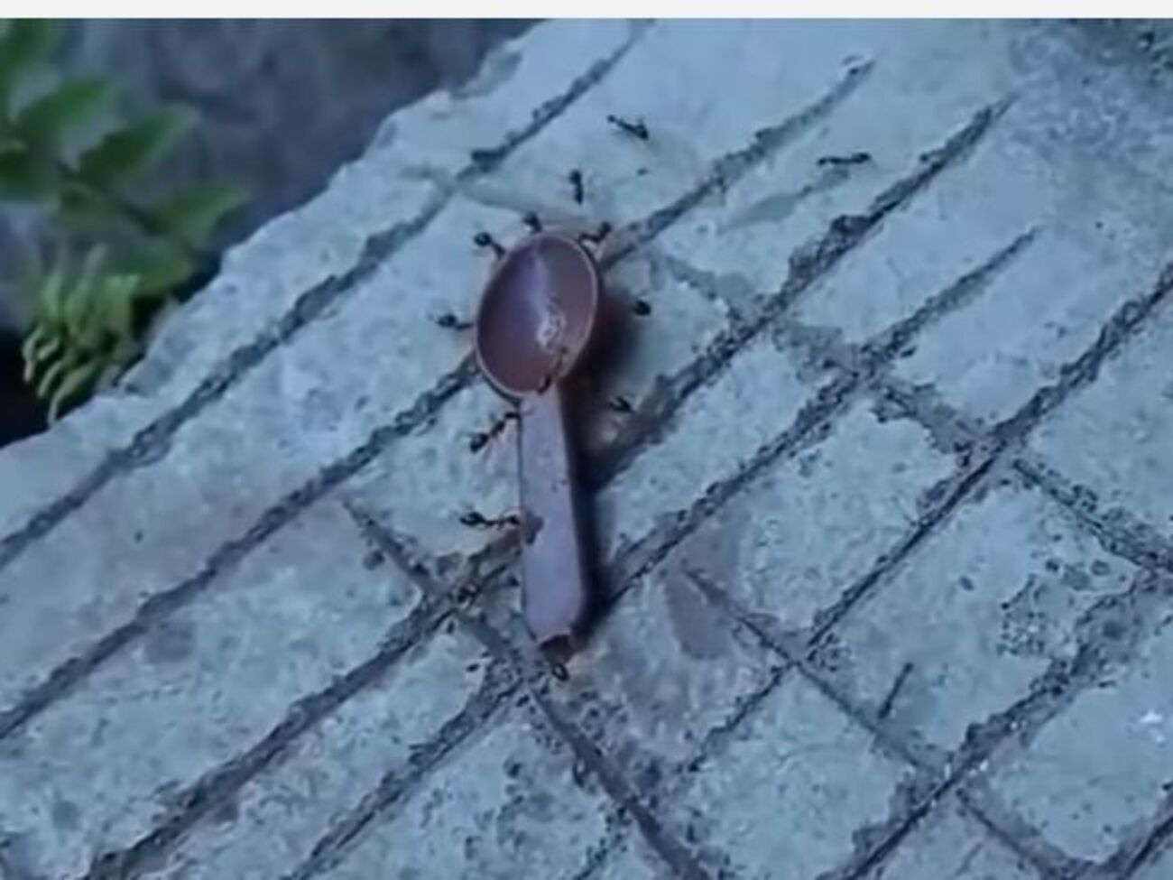 Муравьи тащат ложку