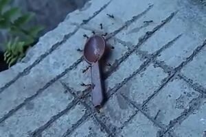 Муравьи тащат ложку